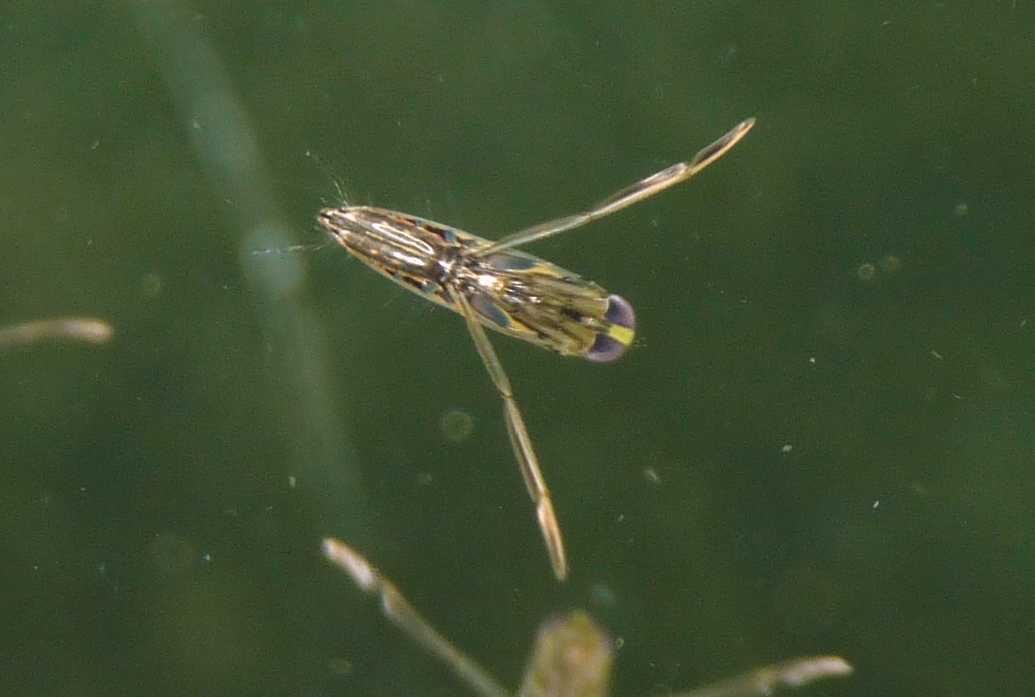 Notonectidae: Anisops sardeus del Lazio